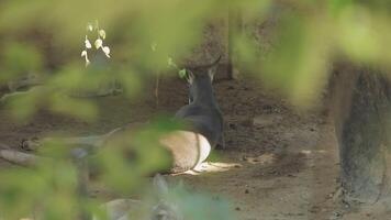 A deer laying down in the shade of a tree video
