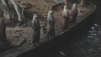 A group of otters standing on a ledge video