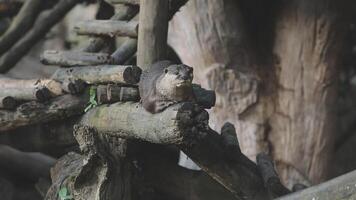 An otter sitting on top of a log in a zoo video