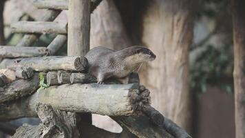 An otter is sitting on a log in a zoo video