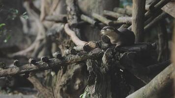 An otter sitting on a tree branch in a zoo video