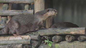 An otter is standing on top of a log video