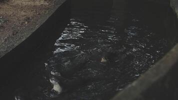 Two animals swimming in a pool at a zoo video