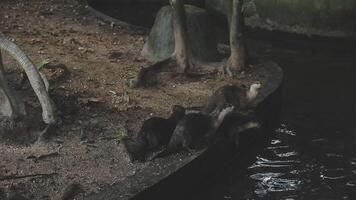 A group of otters in a zoo enclosure video