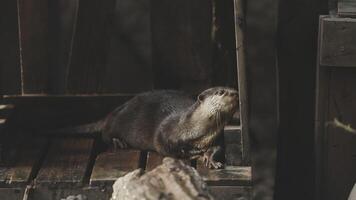 An otter is standing on a wooden platform video