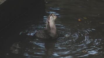 An otter is standing in the water with its mouth open video