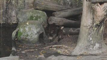 A bear is standing next to a tree and logs video