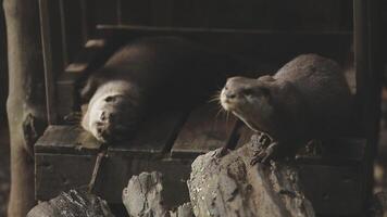 Two otters are standing on top of a wooden platform video