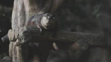 An otter sitting on a tree branch video