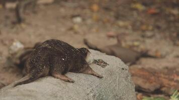 un pequeño nutria es sentado en un Iniciar sesión video