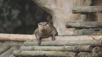 A small otter sitting on top of a log video