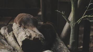 Two otters are sitting on a log in a zoo video