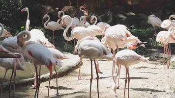 A group of flamingos standing around in an enclosure video