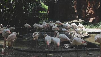 A group of flamingos standing around in a zoo video