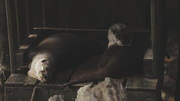 Two otters are sleeping on top of a wooden box video