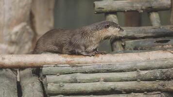 Otter on a log video