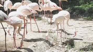 A group of flamingos standing in the dirt video