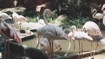 A group of flamingos standing in a pond video