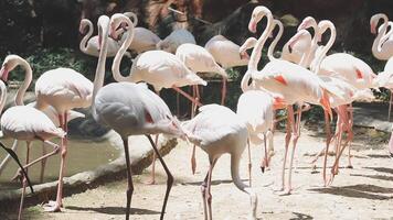 A group of flamingos standing in the dirt video
