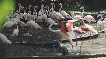 A flock of flamingos standing in a pond video