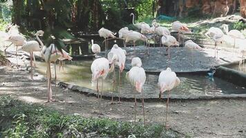 A group of flamingos standing in a pond video