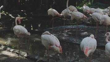 A group of flamingos standing in the water video