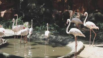 A group of flamingos standing in a pond video