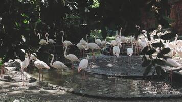 A group of flamingos standing in a pond video