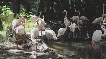 A group of flamingos standing near a pond video