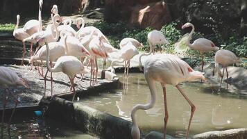 A flock of flamingos are standing in the water video