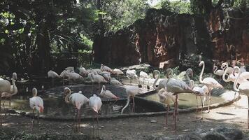 A group of flamingos standing in a pond video