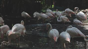 A flock of flamingos standing in the water video