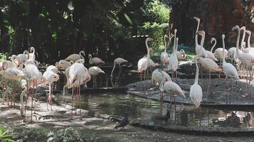 A group of flamingos standing in a pond video