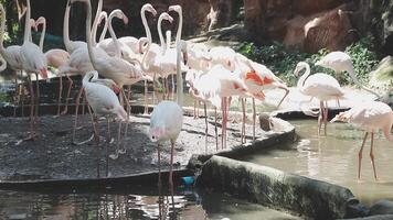 A group of flamingos standing in the water video