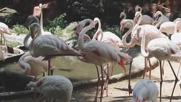 Many pink flamingos standing around in an enclosure video