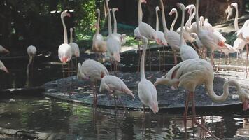 A flock of flamingos standing in the water video