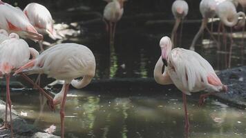 A group of flamingos standing in the water video