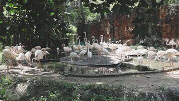 A group of flamingos in a zoo enclosure video