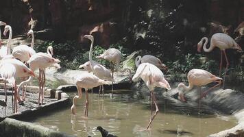 A group of flamingos standing in a pond video
