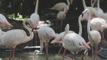 A group of flamingos standing in the water video