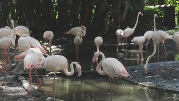 A group of flamingos standing in the water video