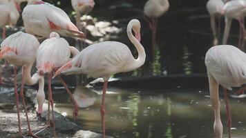 A group of flamingos standing in the water video