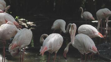 A group of flamingos standing in the water video