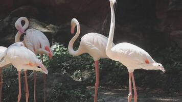 A group of flamingos standing in the sun video