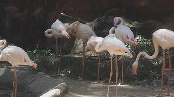 A group of flamingos standing next to a pond video