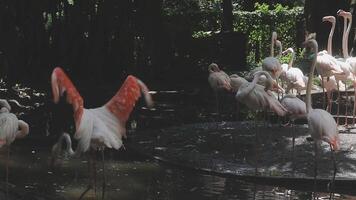 A group of flamingos standing in a pond video