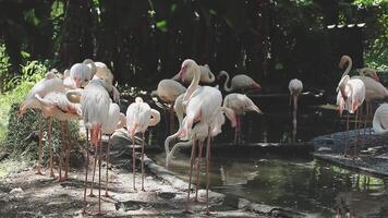 A group of flamingos standing near a pond video