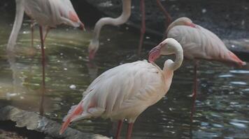 A group of flamingos standing in the water video