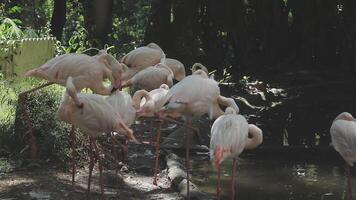 A group of flamingos standing near a pond video