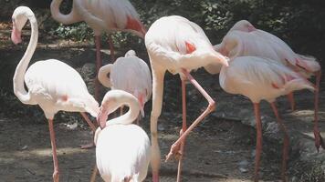 A group of flamingos standing in a field video